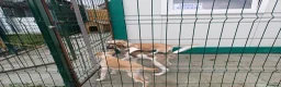 Mixed Breed dogs for adoption: 🌸 ALICE — A GENTLE LITTLE GIRL FULL OF LOVE 🌸 in Nottingham - Advert 26
