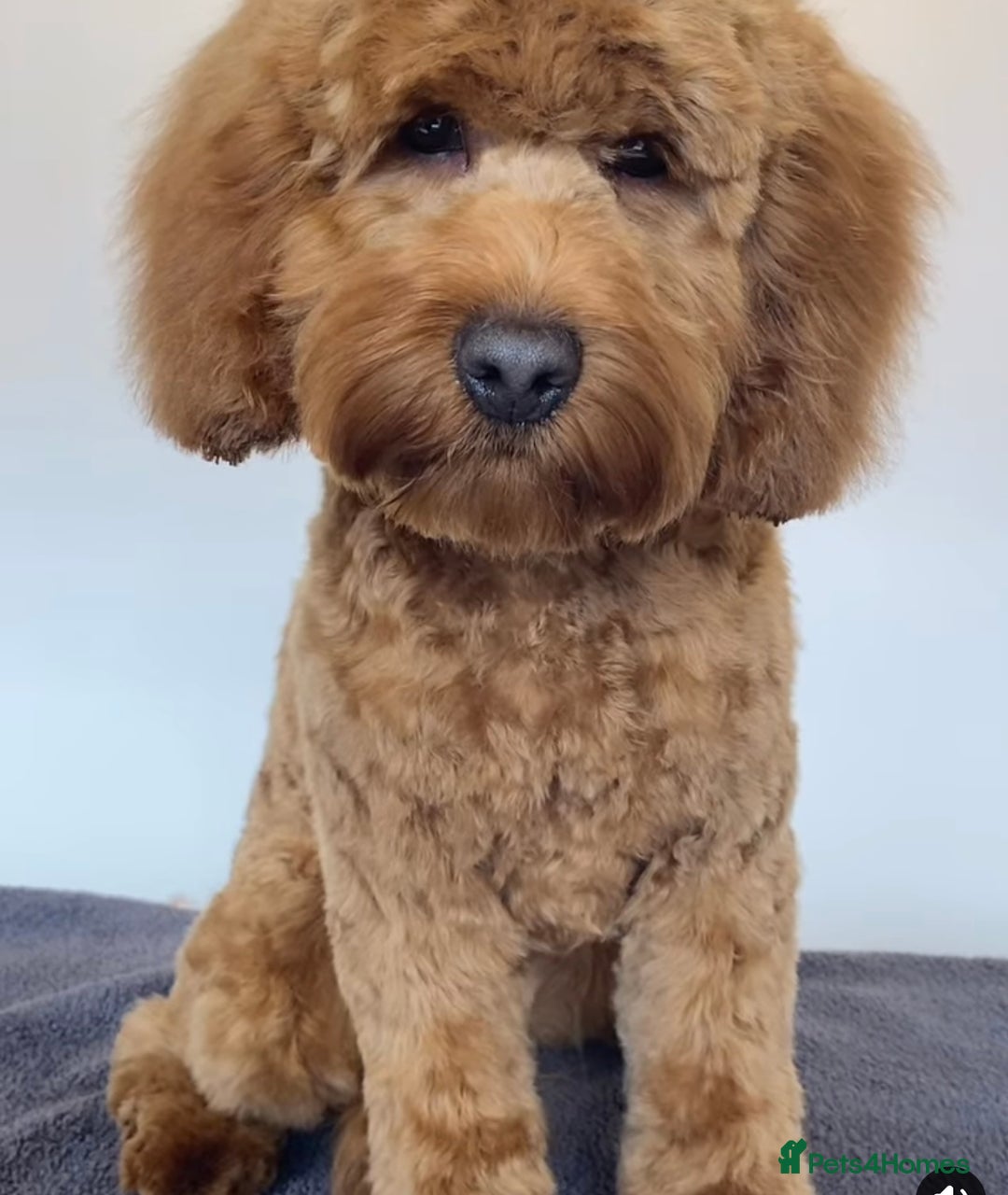 Cockapoo dogs for sale: FOX RED COCKAPOOS ⭐️⭐️ - Image 13