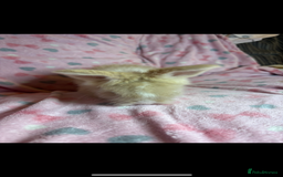 Angora rabbits for sale: Gorgeous fluffy little angora baby bunnies - Image 18