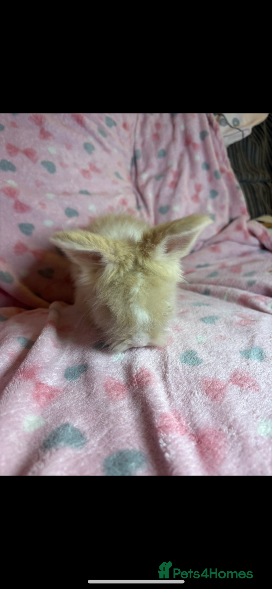 Angora rabbits for sale: Gorgeous fluffy little angora baby bunnies - Image 18