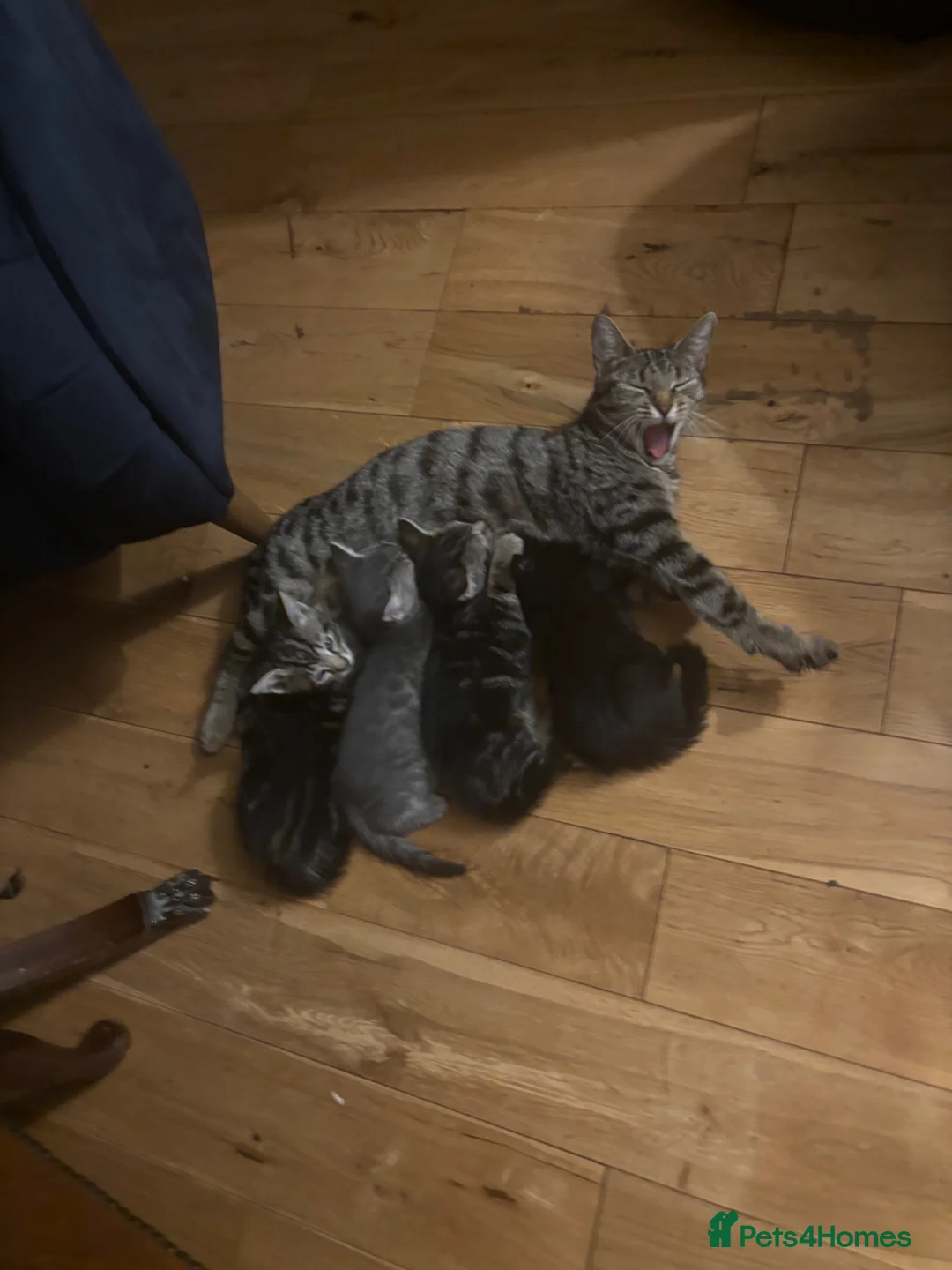 Mixed Breed cats for sale: She is girl  - Advert 1