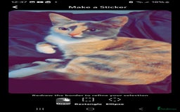 Maine Coon cats for sale: Beautiful  Girl - Image 4
