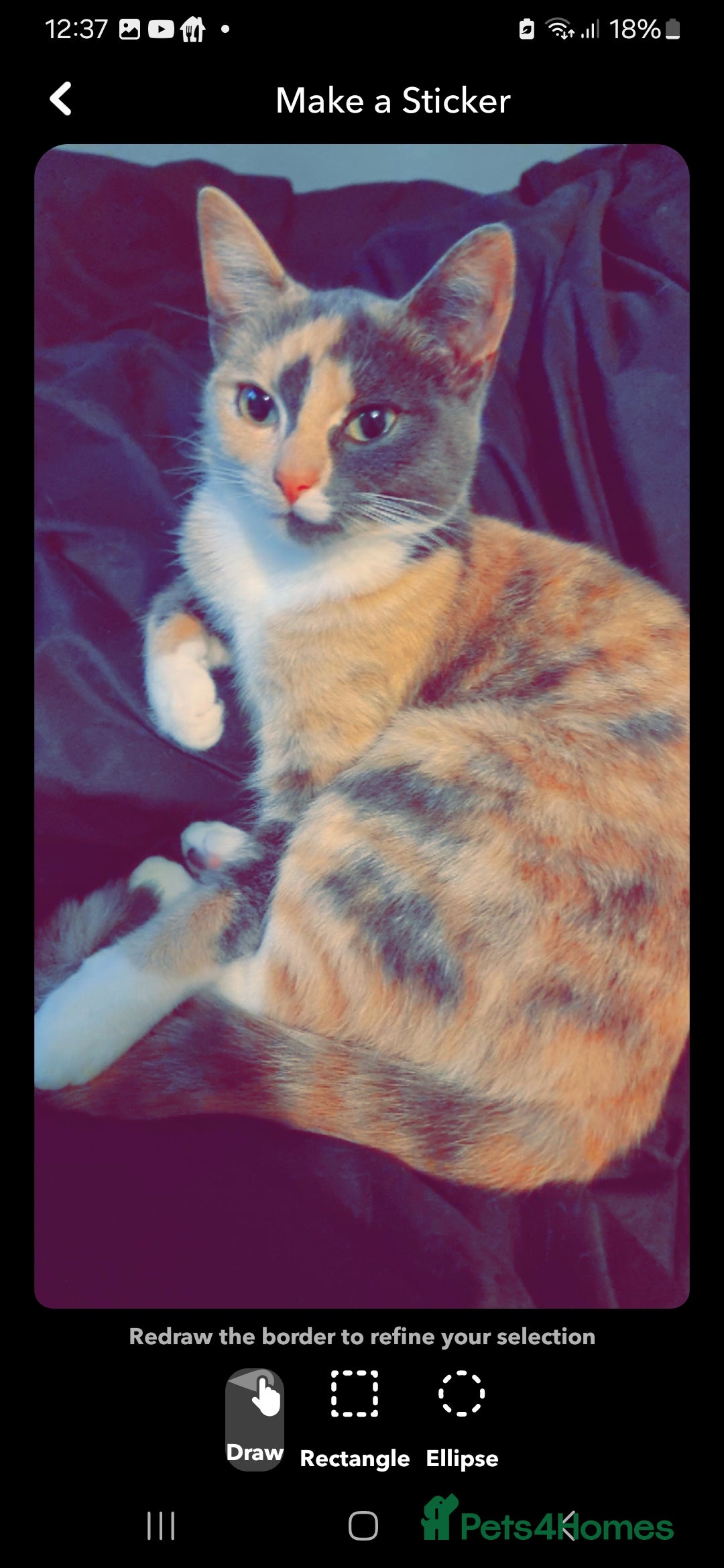 Maine Coon cats for sale: Beautiful  Girl - Image 4