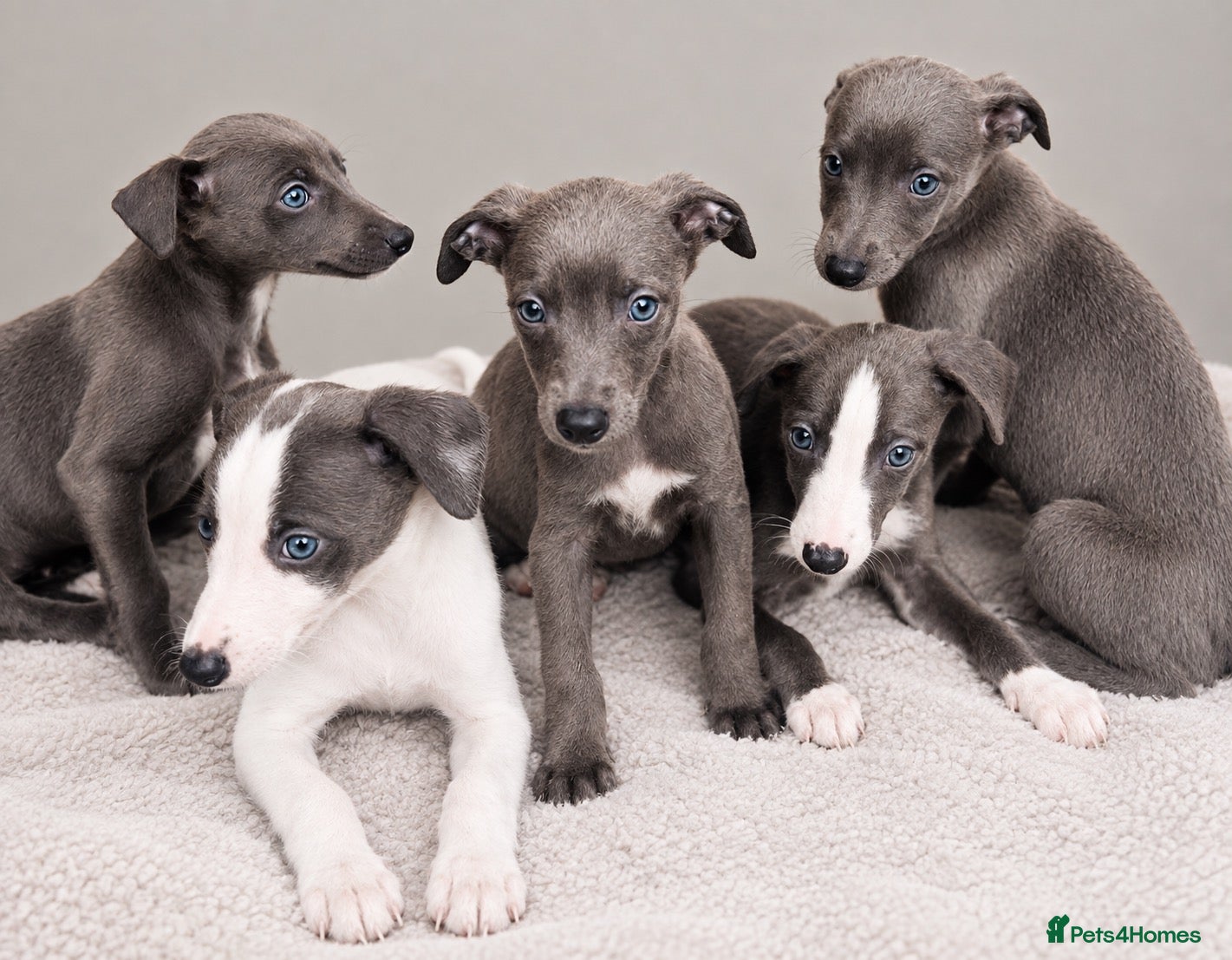 Whippet dogs Whippets ready from the 25th September  - Advert 1