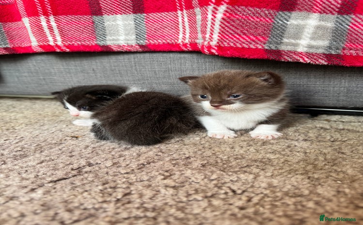 Mixed Breed cats - Advert 10