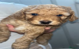 Cockapoo dogs for sale: Beige male cockapoo - Image 2