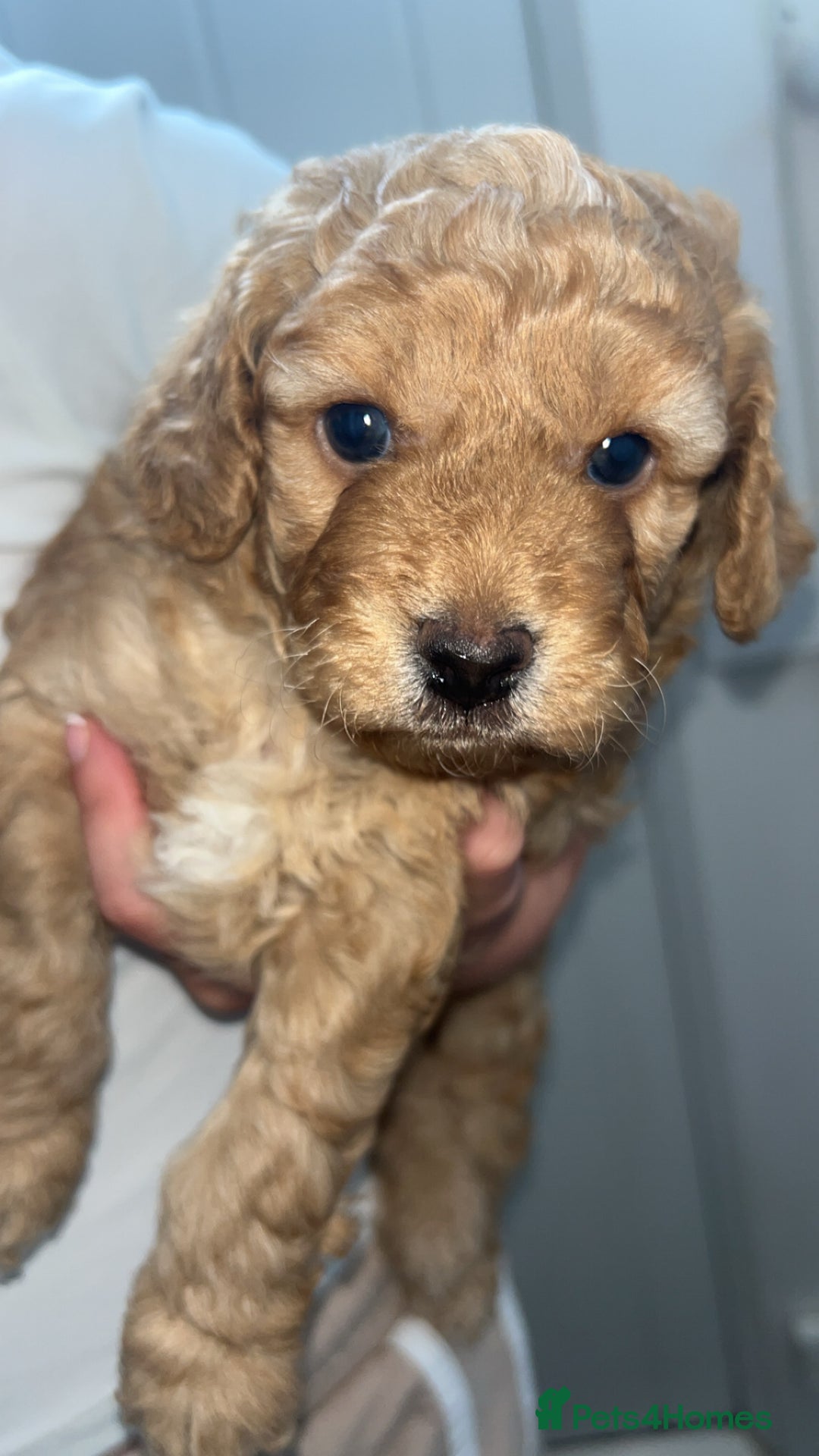 Cockapoo dogs for sale: Beige male cockapoo - Image 2