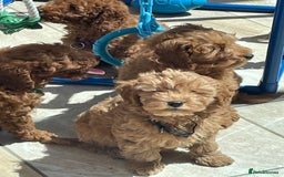 Cavapoochon dogs for sale: Stunning girls and boys - Image 11
