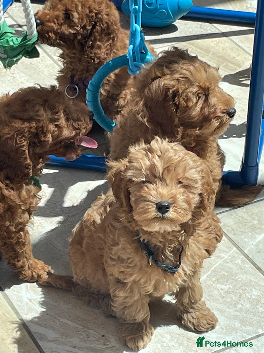 Cavapoochon dogs for sale: Stunning girls and boys - Image 11