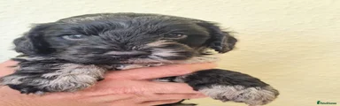 Cockapoo 6
