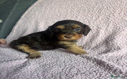 Cavapoo dogs for sale: ⭐️CAVAPOO F1B PUPPIES⭐️ - Image 6