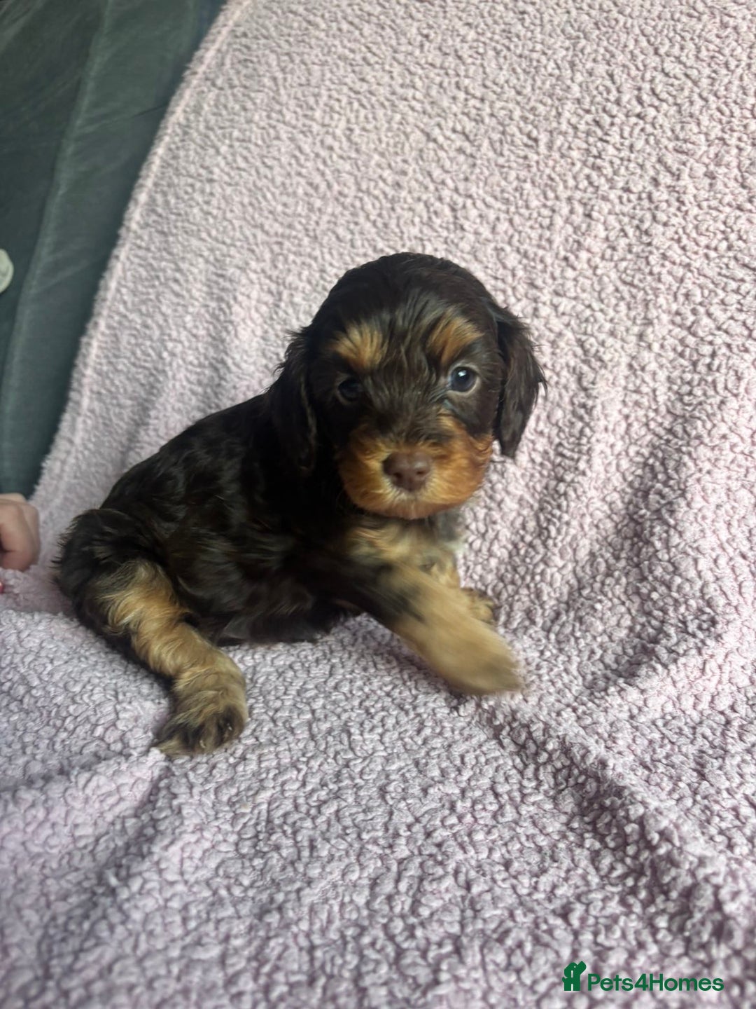 Cavapoo dogs for sale: ⭐️CAVAPOO F1B PUPPIES⭐️ - Image 6