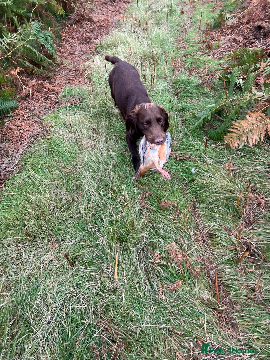 Cocker Spaniel dogs for stud: Cocker spaniel for stud extensively health tested  in Shrewsbury - Advert 33