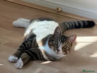 Mixed Breed cats Lovely 5 month old male kitten - Advert 16