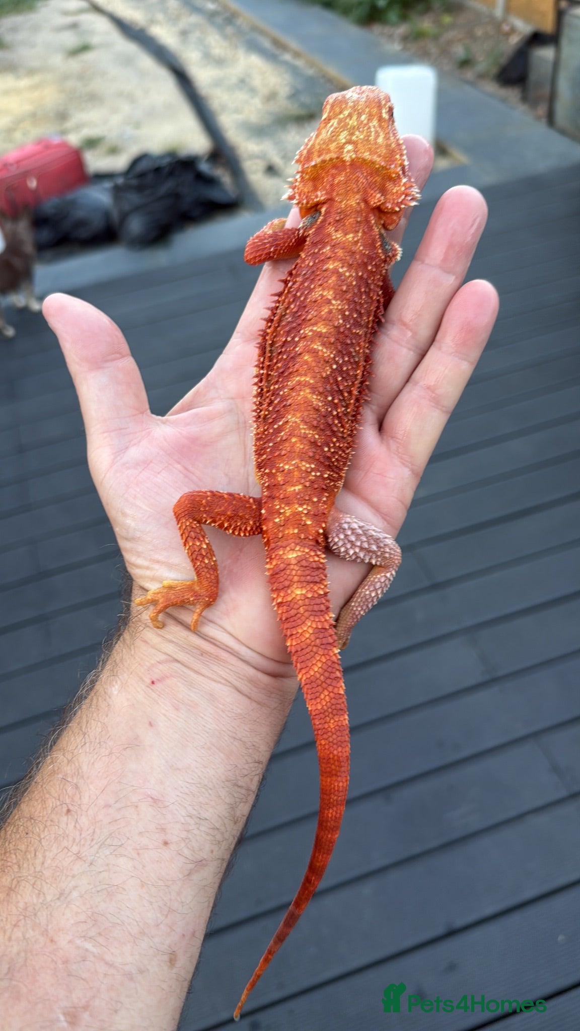 Bearded Dragon reptiles bearded Dragons. Red monsters. Tigers. Etc  - Advert 2