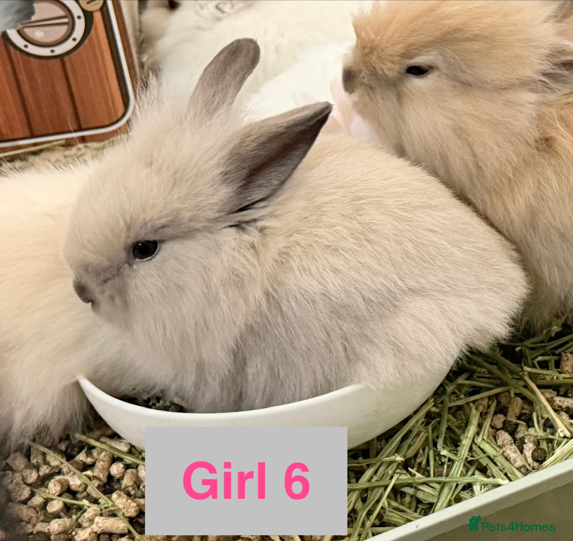 Lionhead rabbits Double Maned Lionheads - READY NOW - Advert 5