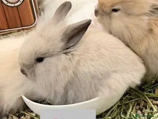 Lionhead rabbits Double Maned Lionheads - READY NOW - Advert 5