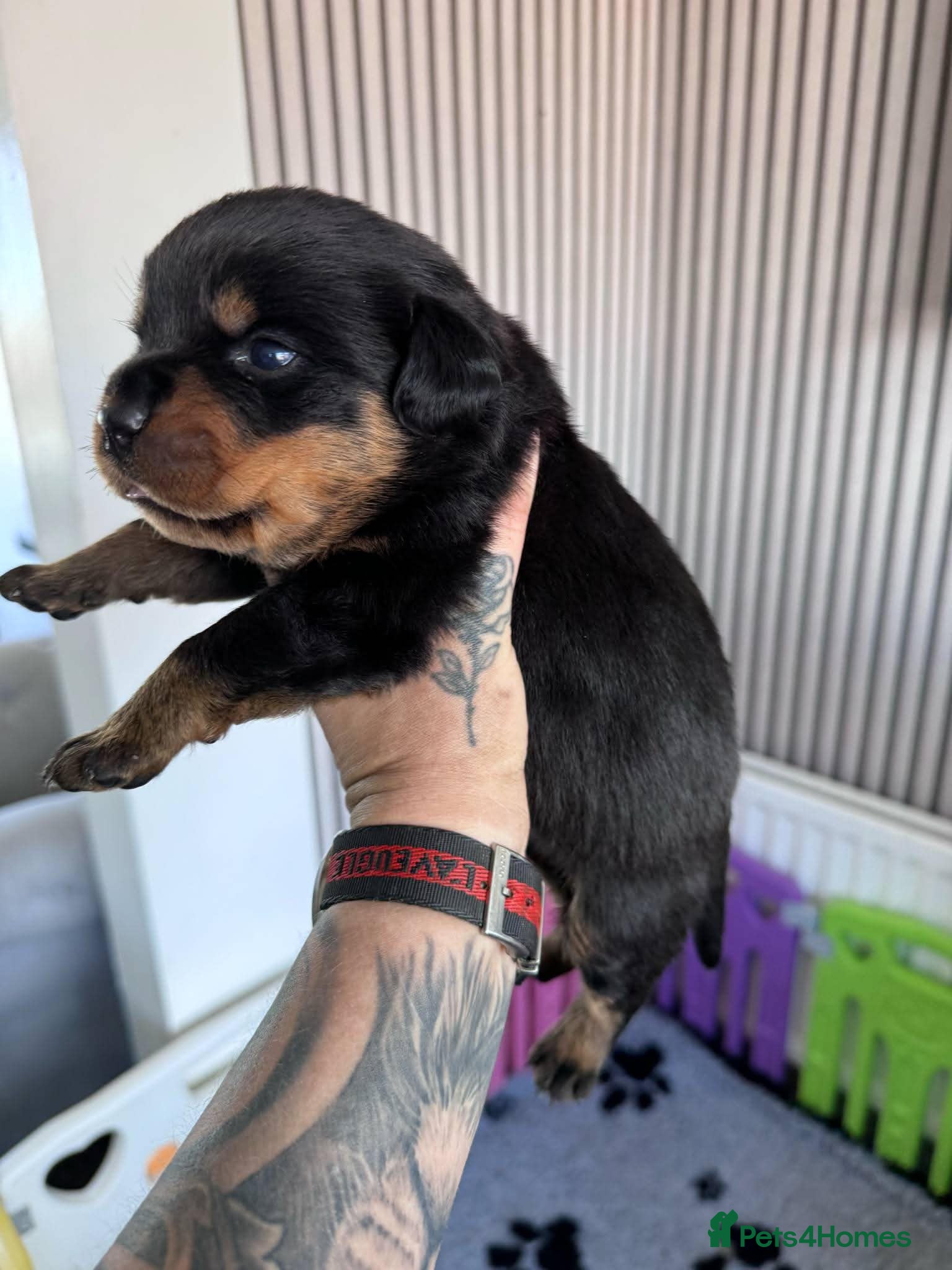 Rottweiler dogs German Lines Chunky Rottweiler Puppies - Advert 1