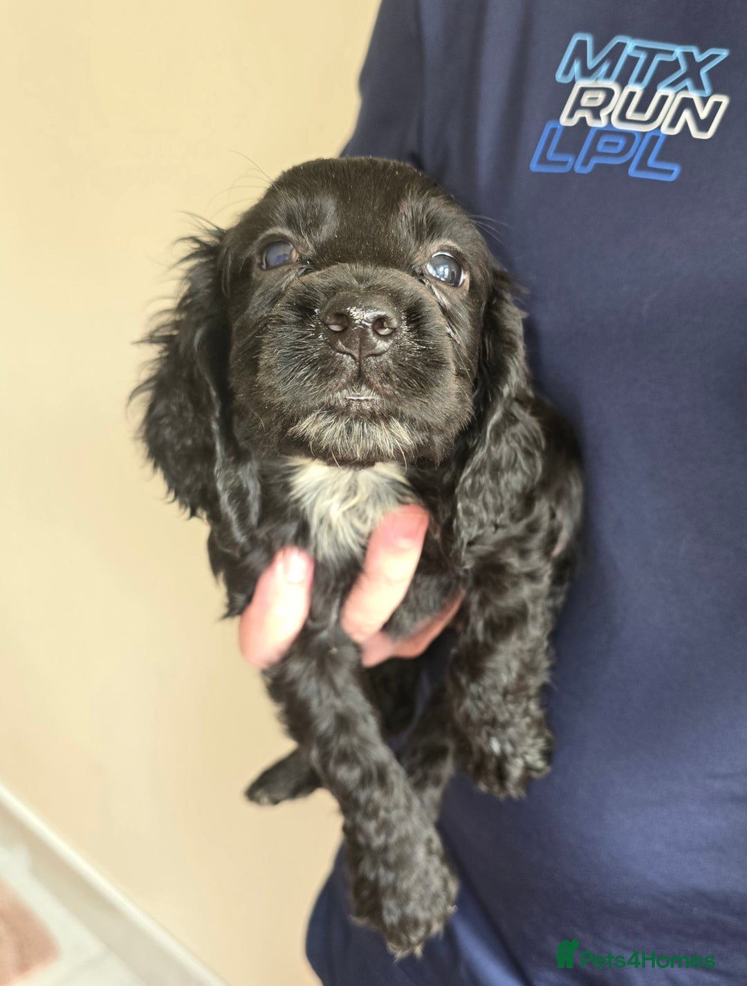 Cocker Spaniel dogs for sale: Cocker Spaniel puppies  - Image 13