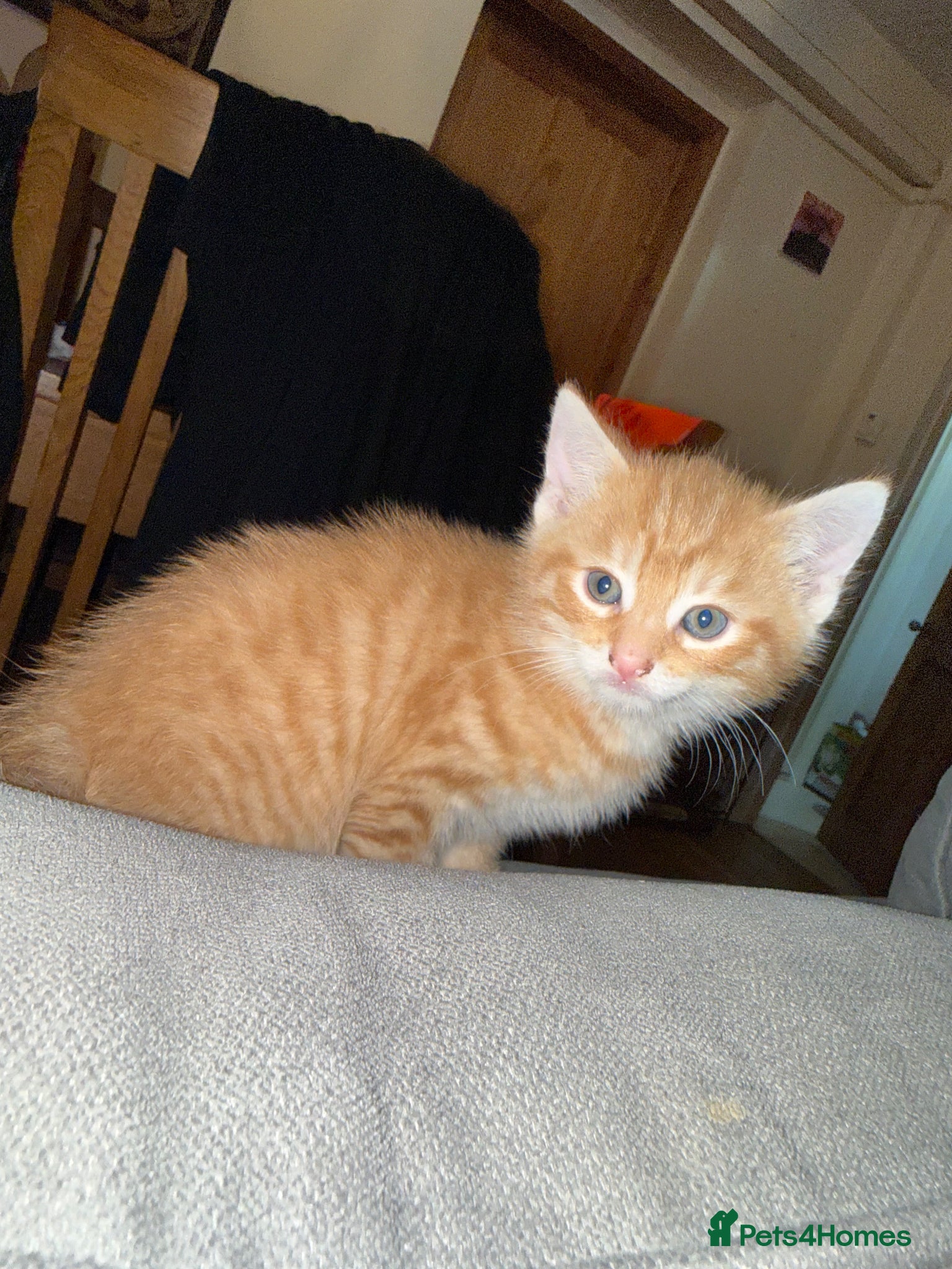 Mixed Breed cats *TWO GINGERS LEFT* - Advert 7