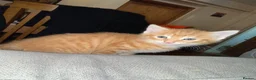 Mixed Breed cats for sale: * READY TO GO * LAST STUNNING GINGER GIRL LEFT*** - Advert 7