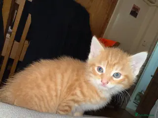 Mixed Breed cats *TWO GINGERS LEFT* - Advert 9
