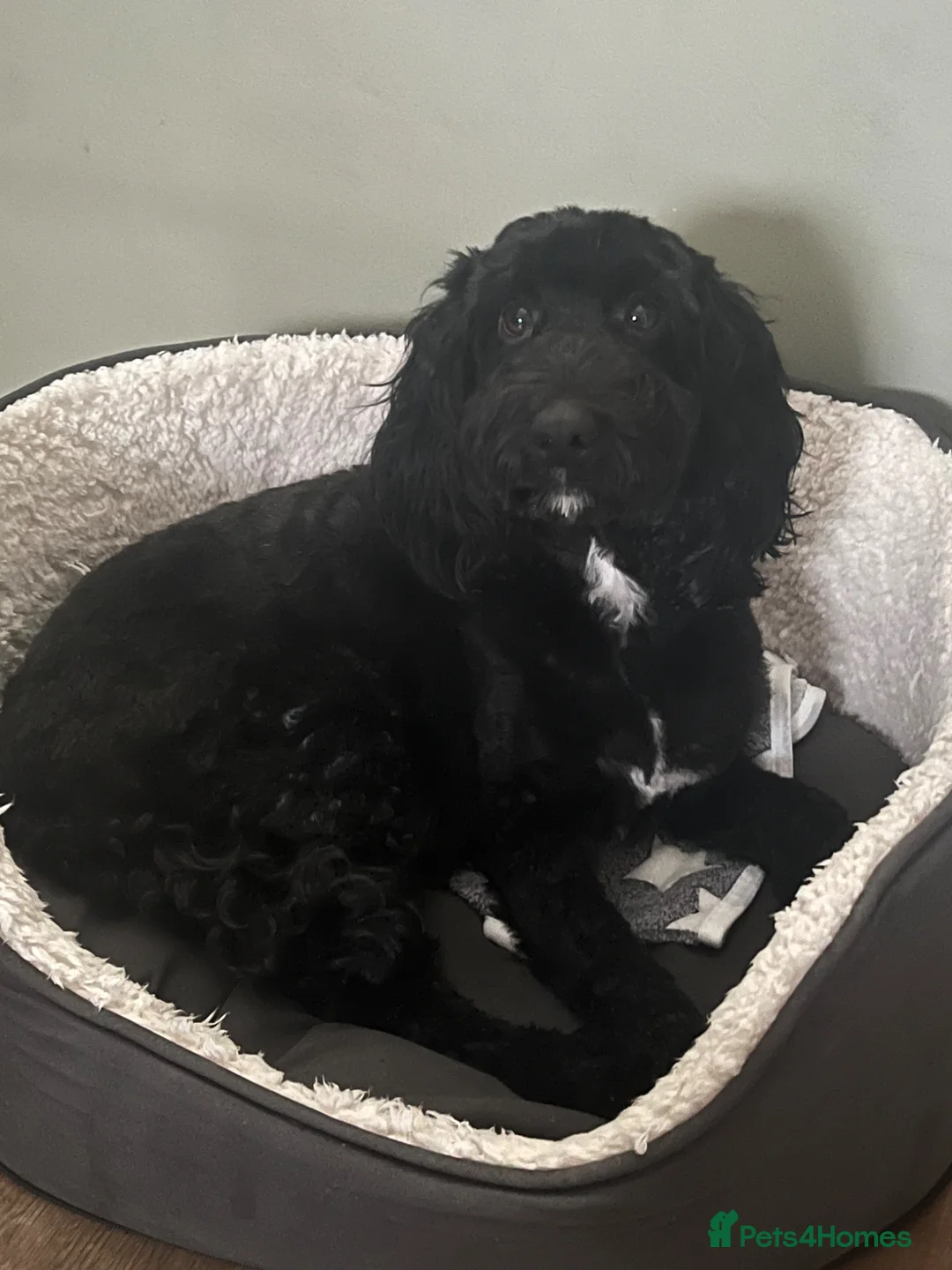 Cockapoo dogs for sale: Cockapoo puppies  in Dursley - Advert 11
