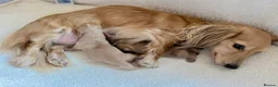 Miniature Dachshund dogs for sale: Kc registered mini long haired dachshunds - Advert 1