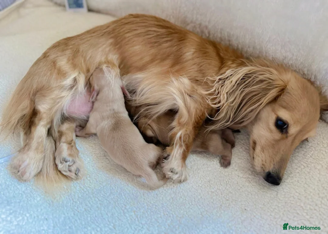 Miniature Dachshund dogs for sale: Kc registered mini long haired dachshunds - Advert 1