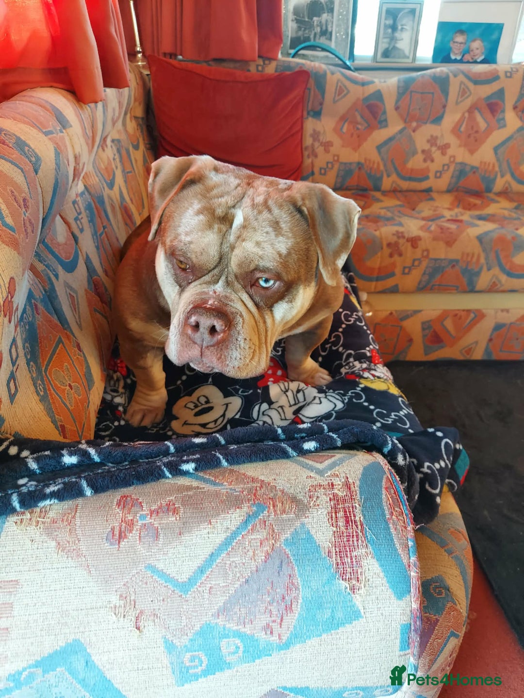 American Bully dogs for sale: Male Pocket Bully  - Advert 3