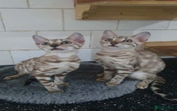 Bengal cats for sale: 🔥✨Pedigree TICA-Registered Bengals - Image 29