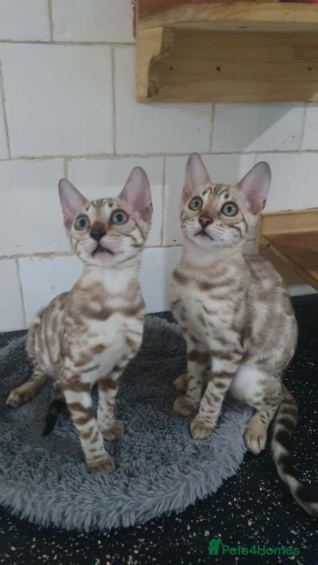 Bengal cats for sale: 🔥✨Pedigree TICA-Registered Bengals - Image 29