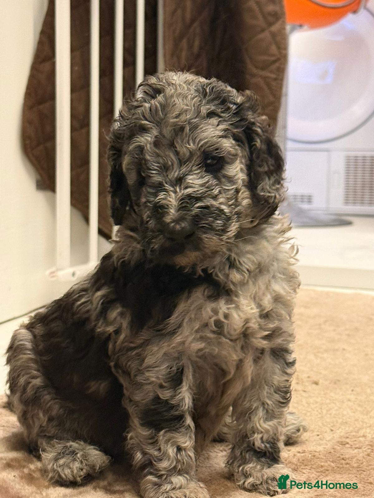 Standard Poodle dogs Afterglow standard poodles! - Advert 5