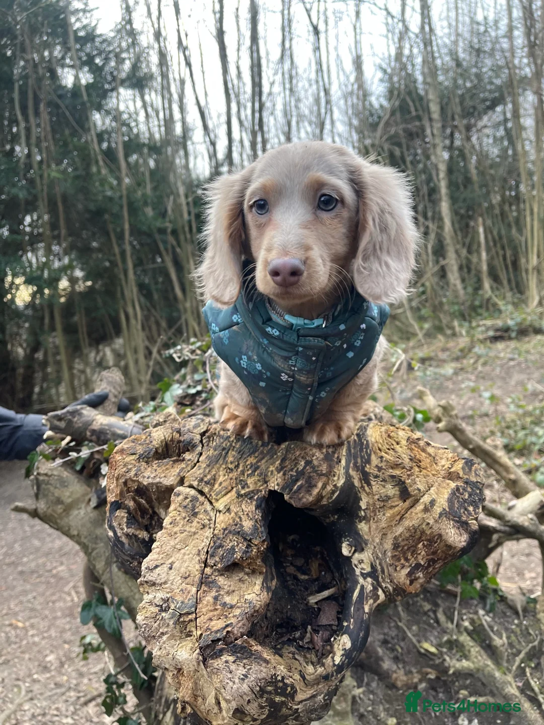 Miniature Dachshund dogs for sale: Long Hair Miniature Dachshund Female  in Gravesend - Advert 2