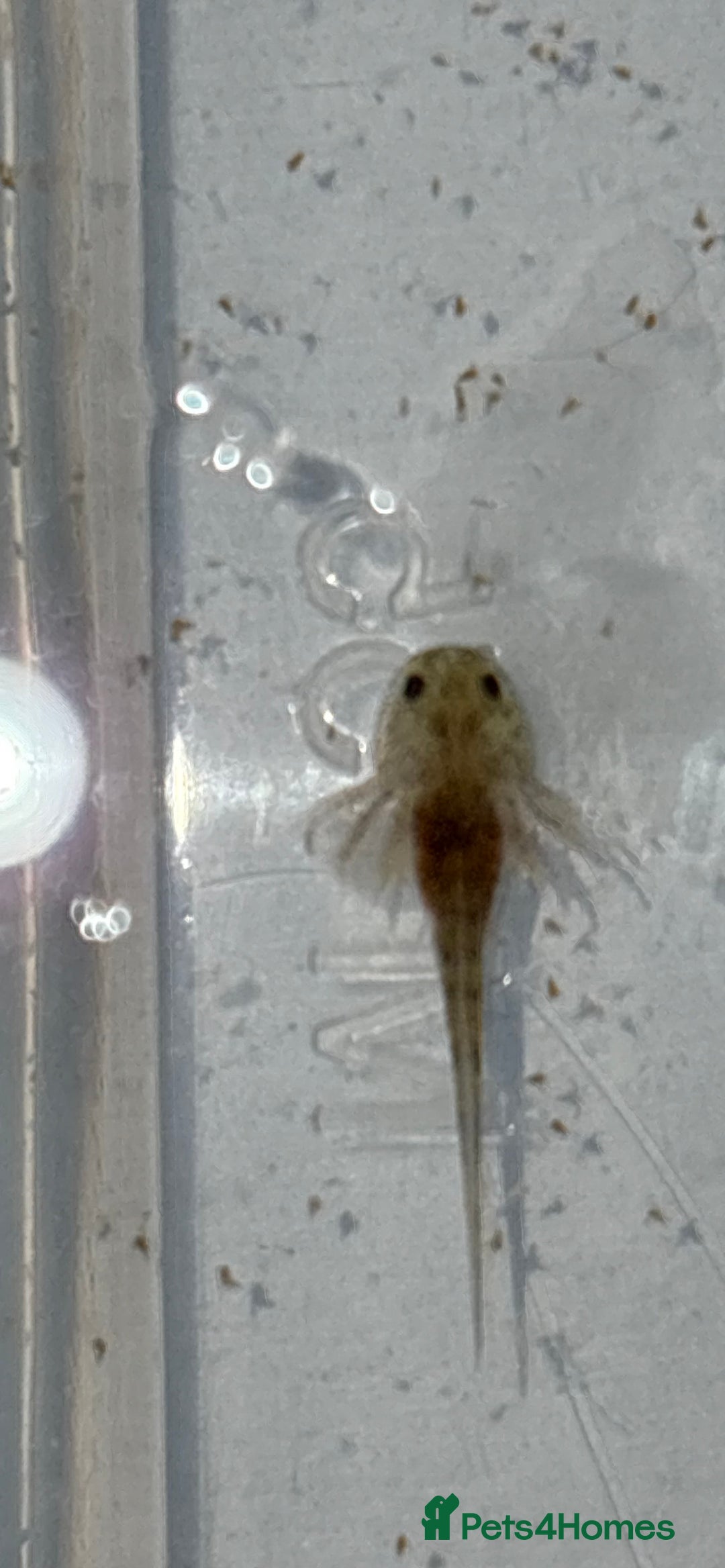 Axolotl reptiles for sale: Baby aXolotls - Advert 3