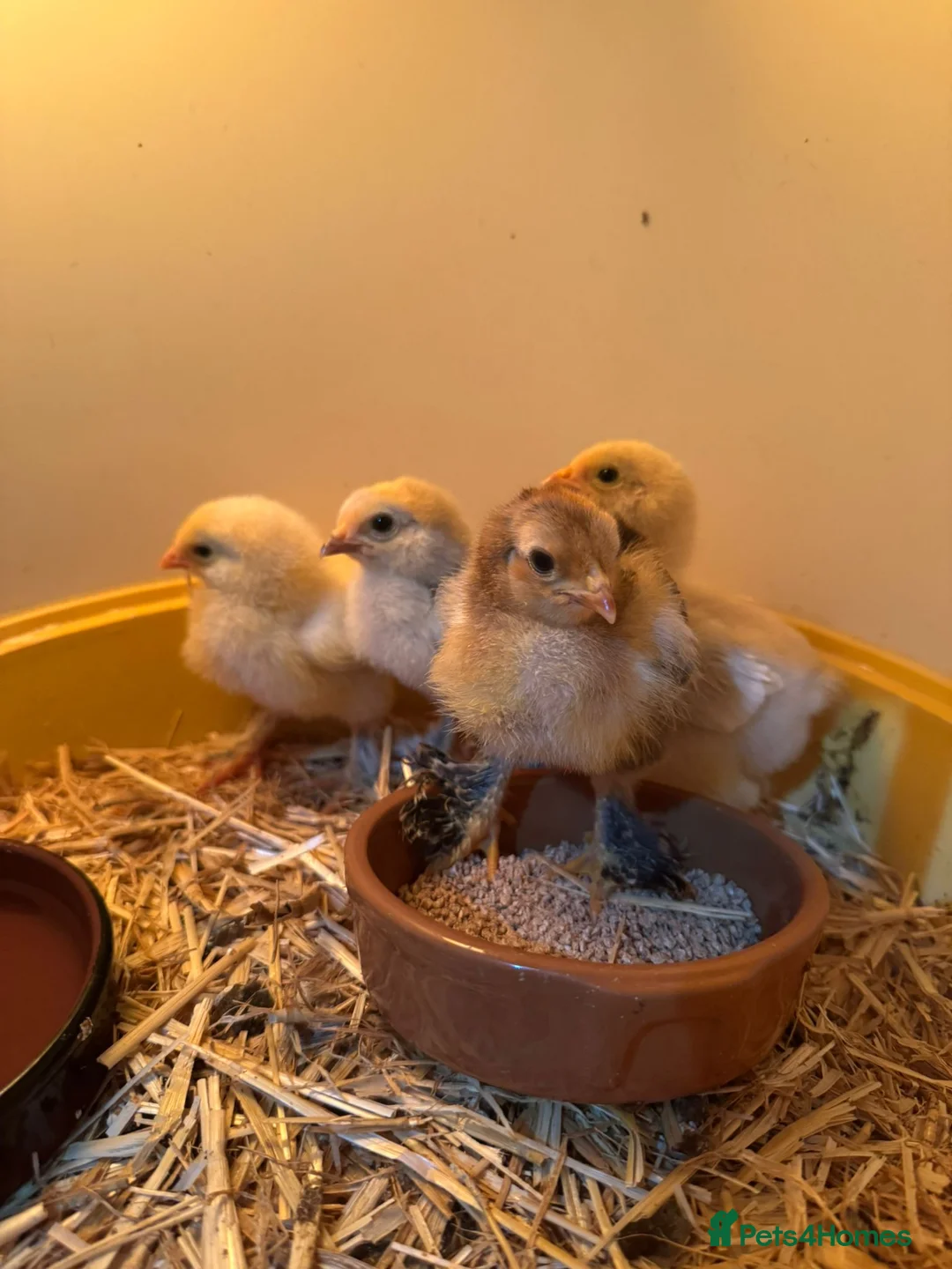 Chickens poultry for sale: Brahma Chicks in Swansea - Advert 2