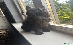 British Longhair cats for sale: 1 male and 1 female 15 week old kittens - Image 8