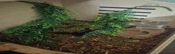 Python Snake reptiles for sale: Ball Python for rehoming - Advert 4