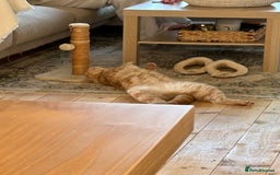 British Shorthair cats for sale: Our wonderful boy, Ferguson for sale  - Advert 15