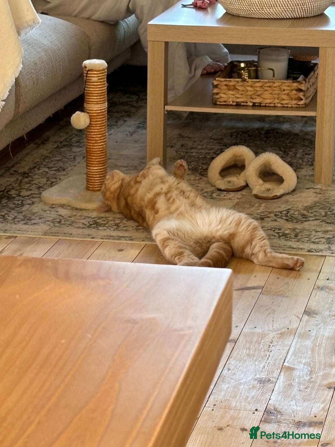 British Shorthair cats for sale: Our wonderful boy, Ferguson for sale  - Advert 15