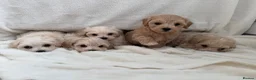 Maltipoo dogs for sale:  **  Maltipoo puppy’s  in Swanley - Advert 1