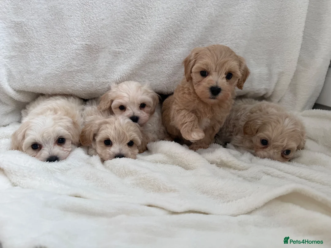 Maltipoo dogs for sale:  **  Maltipoo puppy’s  in Swanley - Advert 1