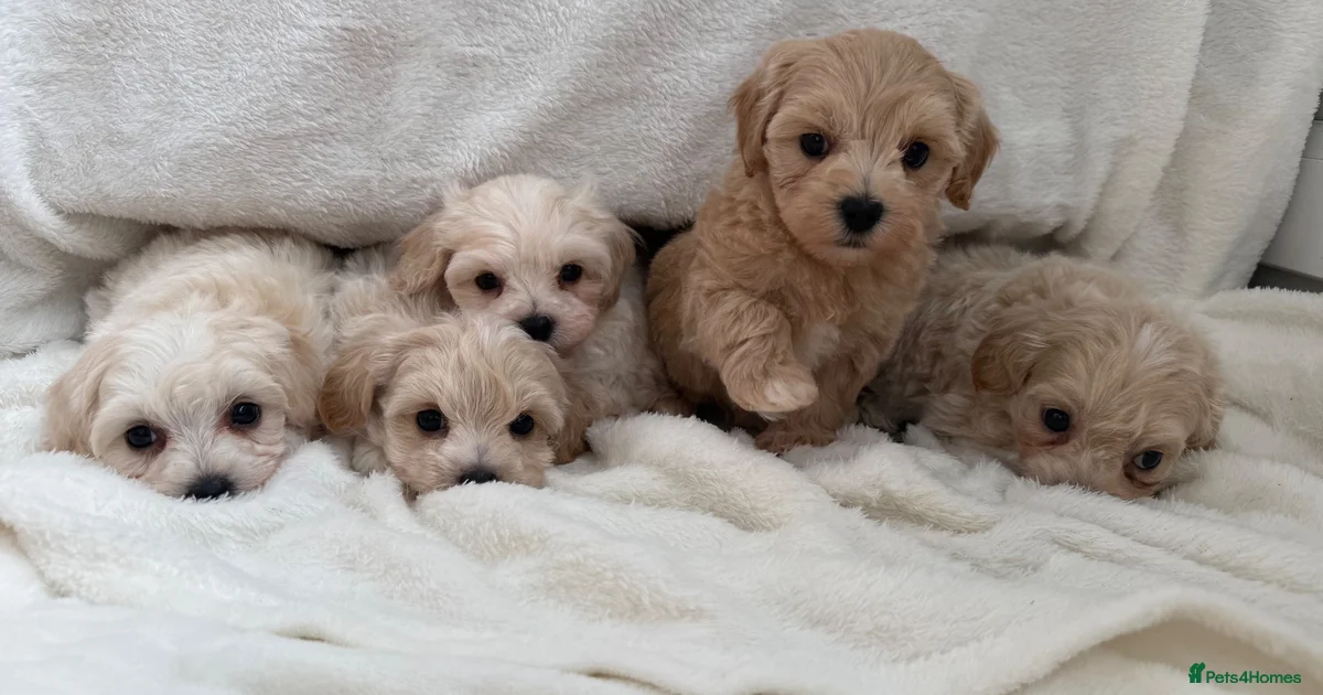 Maltipoo Maltipoo Puppies For Sale Pets4Homes maltipoo-maltipoo-puppies-for-sale-pets4homes