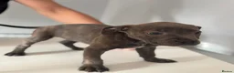 Staffordshire Bull Terrier dogs for sale: Staffordshire bull terriers  - Advert 10