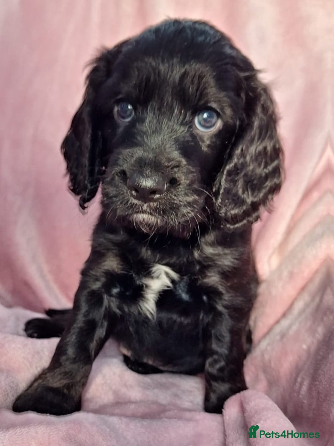 Cockapoo dogs for sale: Gorgeous F1b Cockapoo Puppies  Ready at 8 Weeks 🐾 - Image 10