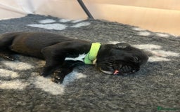 Cane Corso dogs for sale: Yuki & Aries Cane Corso Puppies  - Image 10