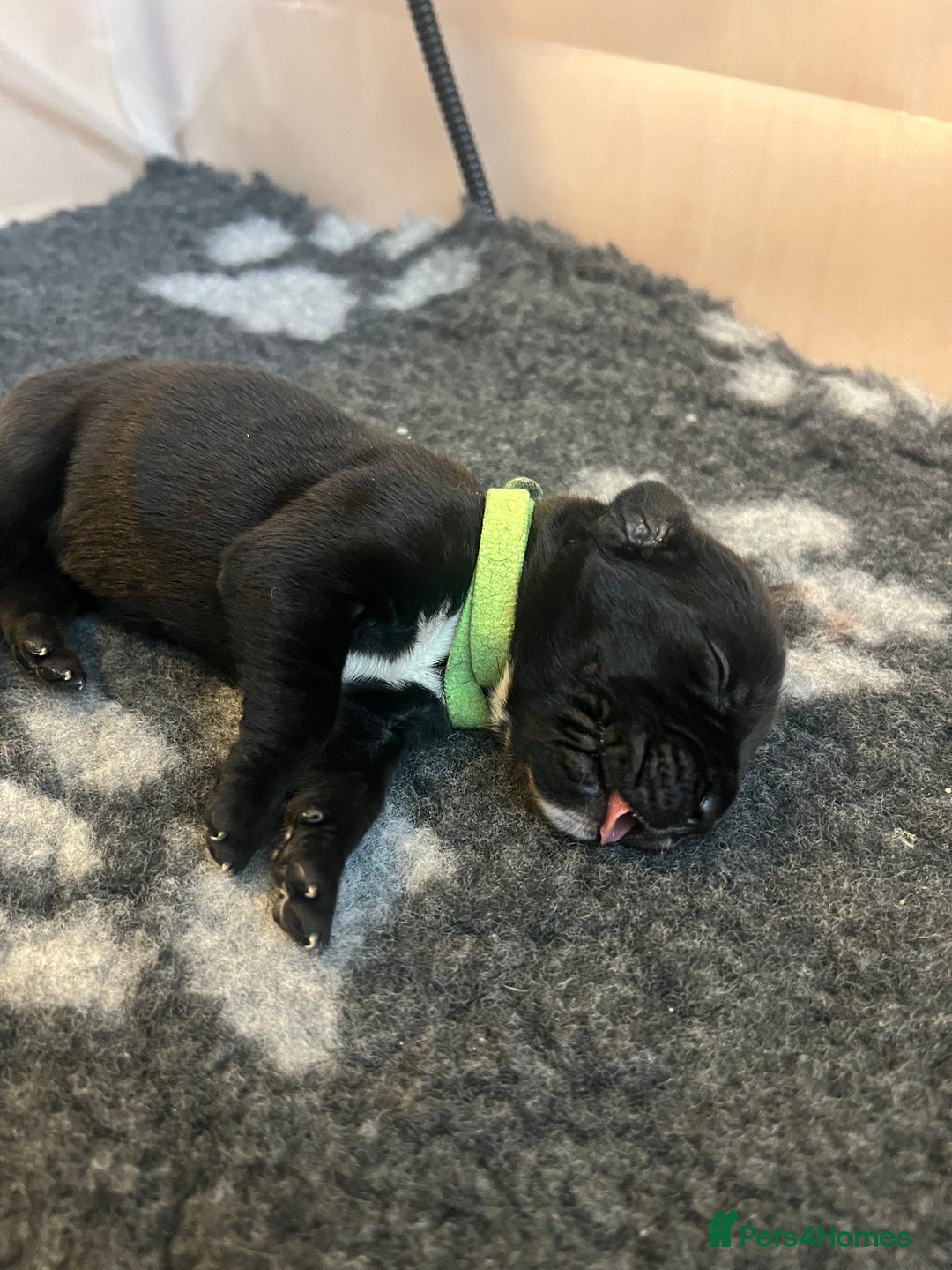 Cane Corso dogs for sale: Yuki & Aries Cane Corso Puppies  - Image 10