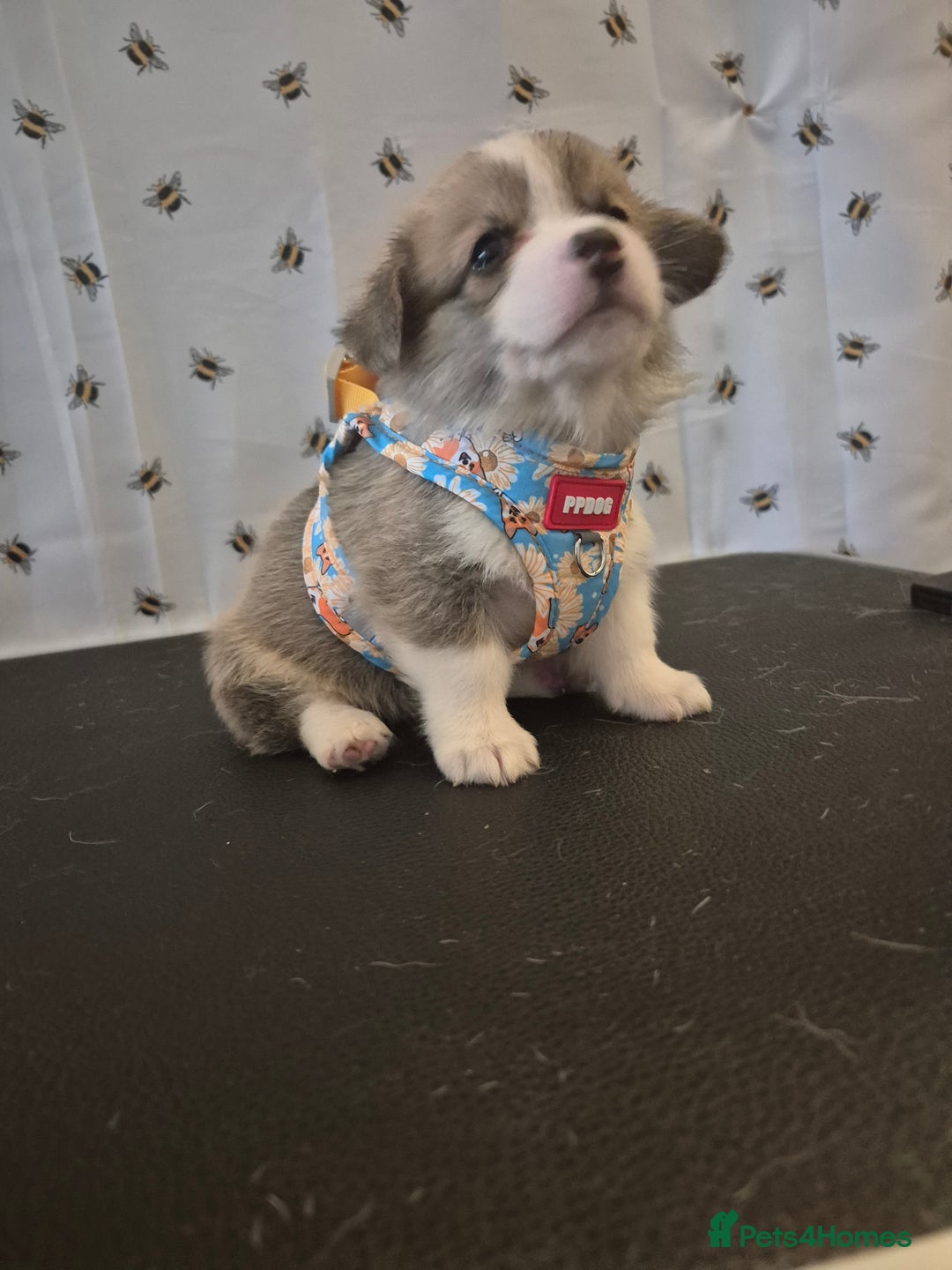 Welsh Corgi Pembroke dogs for sale: Kc reg Serbian lined babies - Image 9