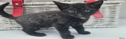 Mixed Breed cats for sale: Kittens for sale  - Advert 2