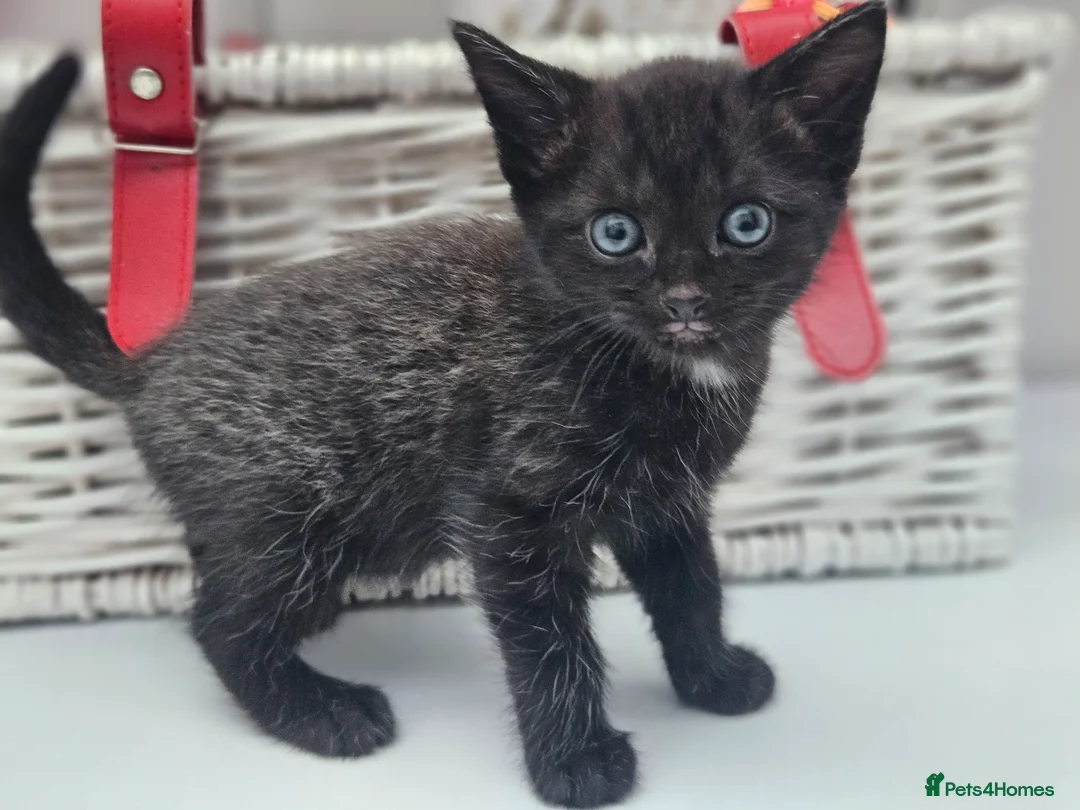 Mixed Breed cats for sale: Kittens for sale  - Advert 2